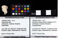 Foto (Objket + Etiketten) von Discutiolira moesica (Muţiu & Bădăluţă, 1971) 